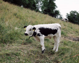 Lukas Büsse Fotografie