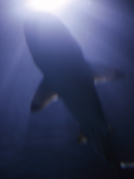 Lukas Büsse Fotografie