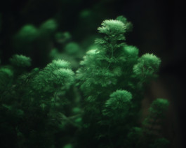 Lukas Büsse Fotografie