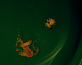 Lukas Büsse Fotografie