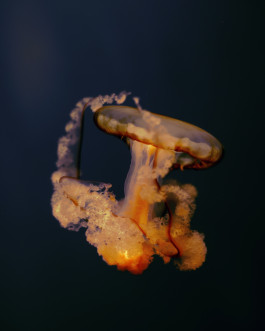 Lukas Büsse Fotografie