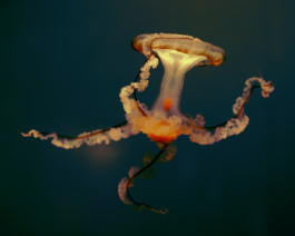 Lukas Büsse Fotografie