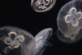 Lukas Büsse Fotografie